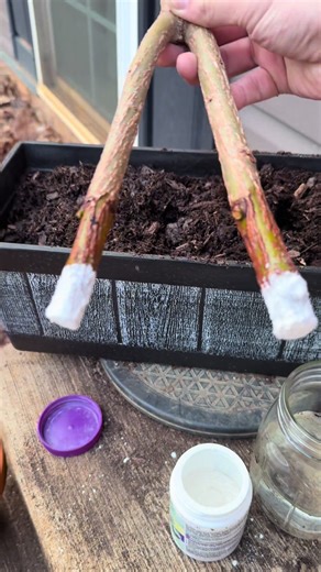 Update on The Inverted Willow-Spirits 🧙🏻‍♂️⚔️🏰🌳 #willow #tree #plants #wizard #willowempire