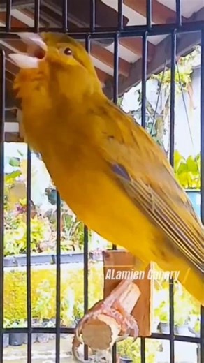 Relaxing Canary Bird Sounds #naturesounds #birdsounds #shorts