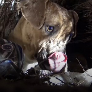 165K views · 10K reactions | This pitbull gave birth in the middle of...