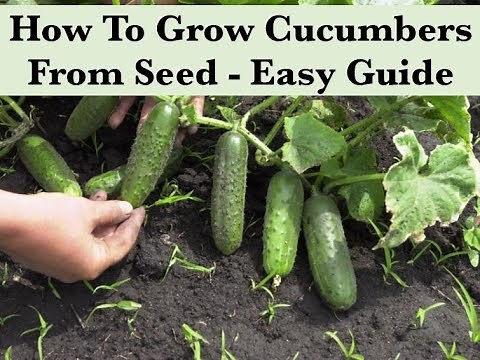 How To Grow Cucumbers From Seed Indoors - Starting Seeds
