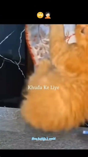 cat funny moments 😂😁#cat#cute#animal#here Kashifa 's world 🌎🌍