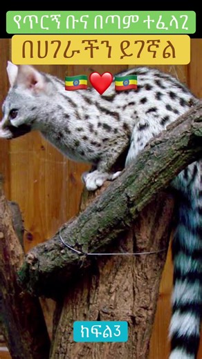 ጥርኝ ቡና የሚያበረታ ማስታወቂያ