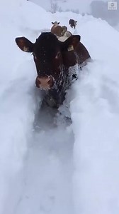 MOO-VE OUT: A herd of determined cattle wade through deep snow as a winter storm brought avalanche warnings and snarled traffic around parts of Austria. https://abcn.ws/2CTugr2 | ABC News