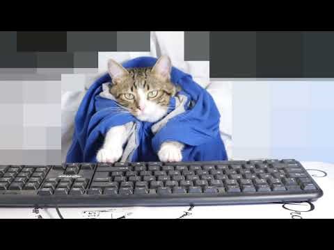 Funny Cat Is Typing on the Computer Keyboard