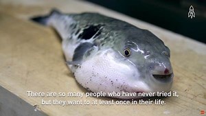 How to prepare fugu, the deadly poisonous pufferfish of Japan's sushi lore