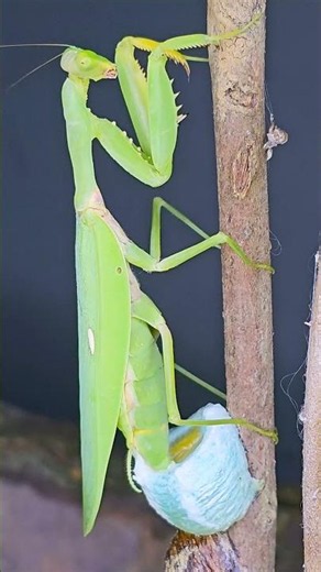 Praying Mantis Performs a Strange Dance While Laying Eggs