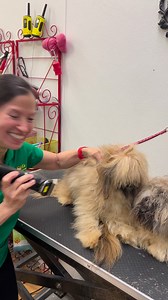 Zoey, trying to make a miracle, “You Can Do It” | Fancy Pets