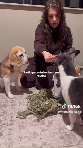 Heartwarming Bond Between Cats and Bunnies