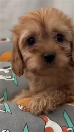 Presentamos a nuestro pequeño Cavapoo 🧸✨ | Nuestros Peludos