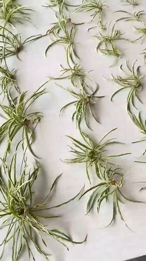 2K views · 35 reactions | How to Propagate a Spider Plant! | Succulent Garden Web | Facebook