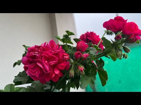 Best time for geraniums cuttings