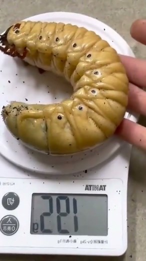 Hercules Beetle Larvae #larva #beetle #insects