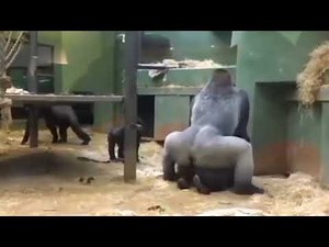 Gorilla Mating/ Gorilla Mating in Zoo/ Gorilla Mating Videos