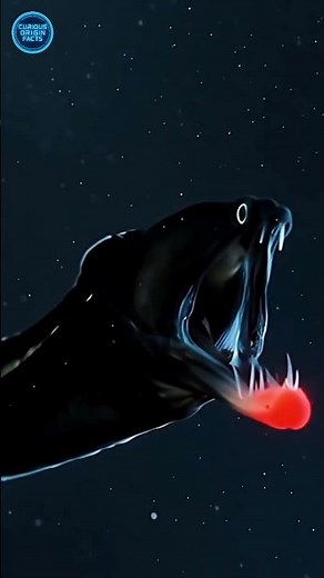 The Dragonfish:Nature's Most Unbelievable Predator #dragonfish #marinemystery #viral #facts #science