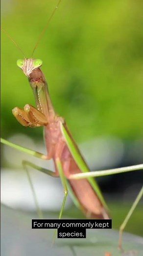 How to Tell If a Mantis Is Ready to Mate #mantisbreeding
