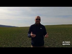 Crucial Nutrients: Potassium | Advice from Pioneer® Seeds