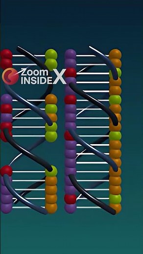 DNA Replication Explained in 60 Seconds! ⚡️