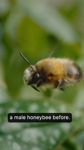 5.7K views · 81 reactions | Did you know a honeybee colony is about 95% female? Discover the harsh reality male bees face when resources dwindle in winter. | Sustainable Human | Facebook