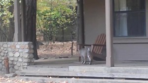 Have you ever seen a bobcat in Yosemite? Thanks to DNC Parks & Resorts at Yosemite employee Renee Santiago, you can see a bobcat hunting (unsuccessfully) a squirrel in Curry Village: | Yosemite