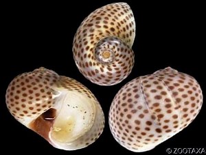 Naticarius hebraeus - Alchetron, The Free Social Encyclopedia