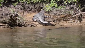 Dynamic duos make for great relationship goals, and when it comes to influential power couples it’s hard to go past Days the Daintree A-listers, Dusty Rose and the King. Whether you’re a Monarchial fan or not the King aims to dress the history books with a sense of elegance and perpetuity. Since the passing of the Queen Dusty and Scarface spend a great deal of time together. | Solar Whisper Daintree River Crocodile & Wildlife Cruises