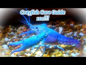 The ULTIMATE Crayfish Care Guide!!!