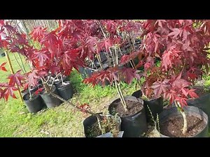 Lindas Mudas de Acer Rubrum Japonês 150 cm Compre Agora
