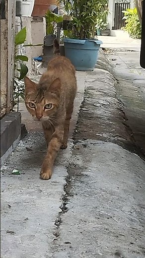 Cat Walk | A Cat is Walking like a International Model