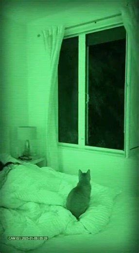 Cat Alerts Owner to Dangerous Window During Storm | Night Vision Rescue 🐾🌬️ #Shorts