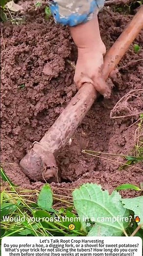 Digging Sweet Potatoes with a Hoe – Old‑School Harvest 🍠🧑‍🌾