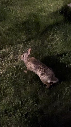 A Bunny Walking Through the Neighborhood at Night 🐇