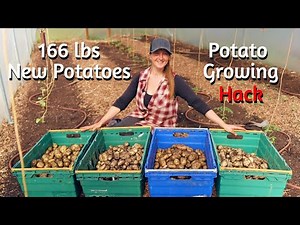 Harvest Potatoes BY MAY !!! PLANTING to HARVEST Tips for Self Sufficient Growing UK