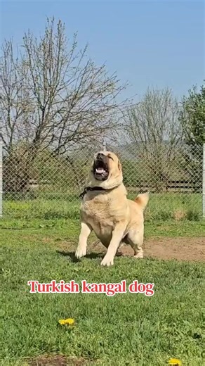 Turkish Kangal Dog Lovers - Meet the Breed