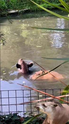 tapirs and capybaras make things🤣🤣