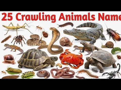 25 Crawling Animals Name in English and Hindi | रेंगने वाले जानवरों के नाम | Kids Learning Video 🐍🐜