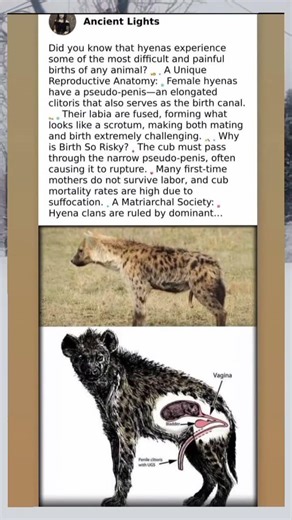 Hyena Births - The Painful Mystery of Nature's Most Challenging Delivery