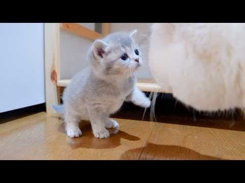 The kitten chasing its daddy cat and punching him is just too cute!