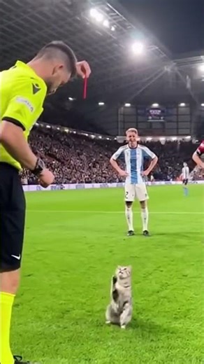 Cat Gets a RED CARD from the Referee! 😂⚽ | Funny Football Shorts #football #cat #soccer #shorts