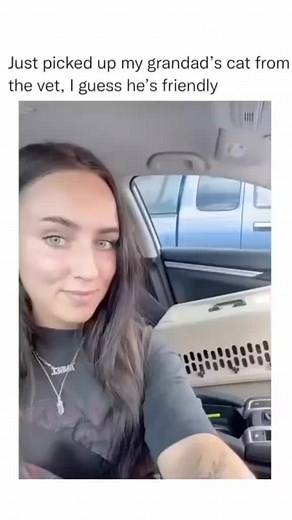 Cat Saying Hello Compilation