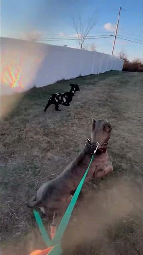 Cane Corso hunting a goat #workingcanecorso #doglife #dogtraining
