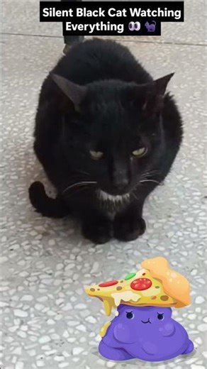 My Black Cat Sitting Quietly and Observing Everything 🐈‍⬛ | Mysterious Cat Behavior