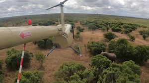 Collaring elephants is highly technical. Darting an elephant with a tranquiliser, from a helicopter in the often thick South African bush, requires an experienced veterinary team and skilled helicopter pilot. Teamwork is key, as you can see in this videoclip of Kilimanjaro’s (Mondzweni) recent recollaring. This was taken after the elephant had been darted, and the pilot Gerry McDonald is manoeuving the helicopter to ensure that the elephant stays in a relatively open area. Following instructions