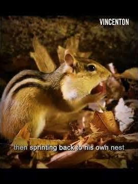 Stolen Before Winter: A Young Chipmunk’s Fight to Survive