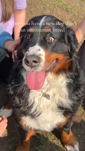 Everyone always wants a cuddle! #redditchdogwalking #dogwalking #dogwalkers | Redditch Dog Walking