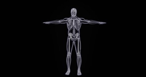 clip-3464282629-human-skeleton-system-isolated-anatomy-3d-animation