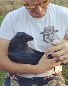 Rehabilitated Raven Gurgles While Owner Hugs Him