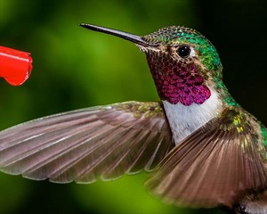 Curious Nature: Tips for capturing a photo of the vibrating wings of a hummingbird (column)
