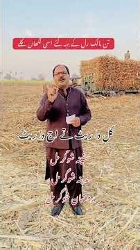 مدینہ شوگر مل| سفینہ شوگر مل| رمضان شوگر مل| sugar cane in Punjab 2025