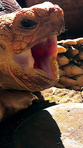 He’s so dramatic…. #tortoise #turtle #reptile #animal #dramatic #lmao #scream #aww #lol #tortuga #pet #babytortoise #homealoneedit #sulcatalover