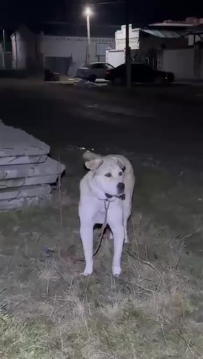 Alabai: The Majestic Guardian Dog Breed